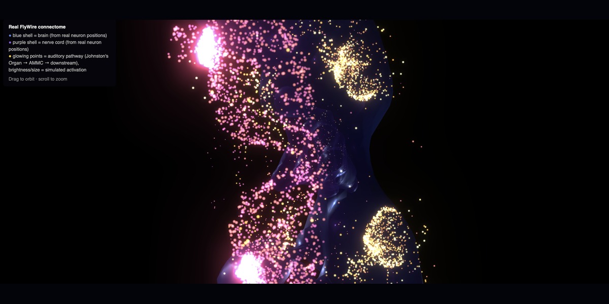 Close-up of glowing neuron clusters along the fly's auditory pathway