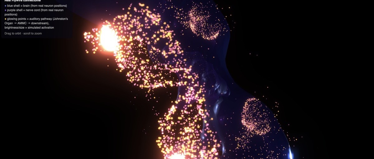 Close-up of glowing neuron clusters along the fly's auditory pathway, real fruit fly connectome