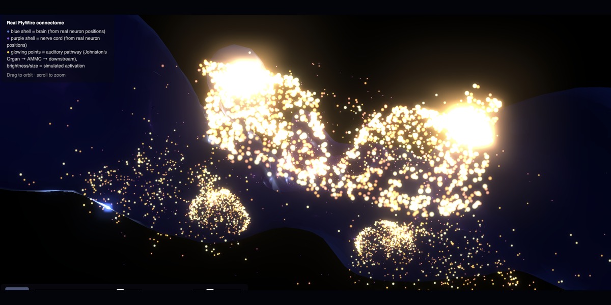 A 3D rendering of the fly connectome scene, glowing points along the auditory pathway lit by simulated neural activation