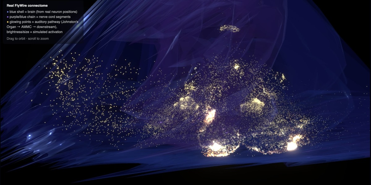 Wide view of a real fruit fly connectome, blue brain and nerve cord shells with glowing auditory pathway points